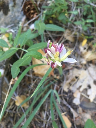 Sierra milkwort (Rhinotropis cornuta)