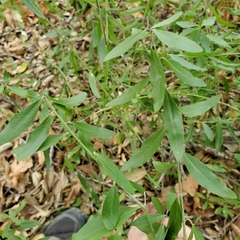 Sierra milkwort (Rhinotropis cornuta)