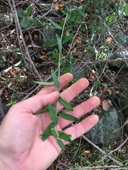 Sierra milkwort (Rhinotropis cornuta)