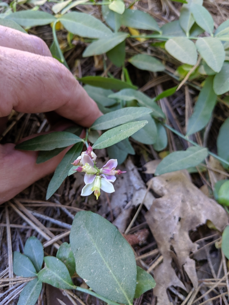 Sierra milkwort (Rhinotropis cornuta)