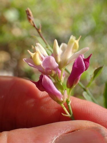 Sierra milkwort (Rhinotropis cornuta)