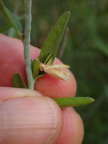 Sierra milkwort (Rhinotropis cornuta)