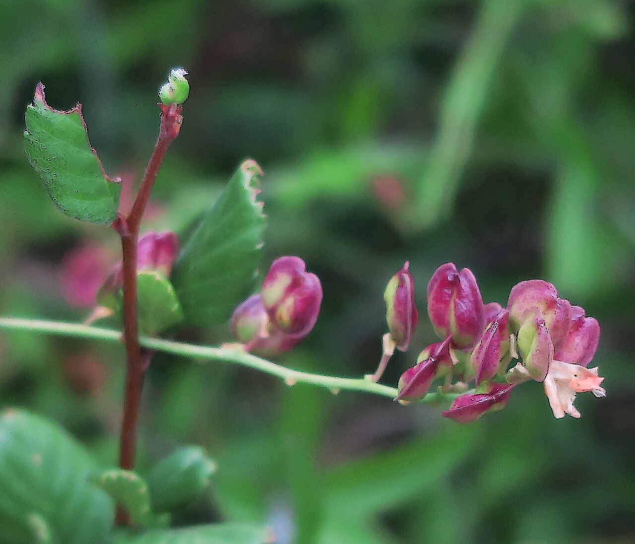 Sierra milkwort: Polygala cornuta var. fishiae—Fish's milkwort. Limited distribution in southern California mountains from Santa Barbara County south to San Diego County and Baj