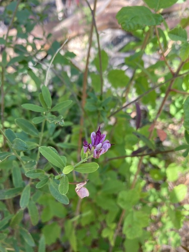 Sierra milkwort (Rhinotropis cornuta)