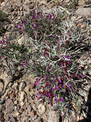 Beaked spiny polygala (Rhinotropis heterorhyncha)