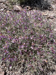 Beaked spiny polygala (Rhinotropis heterorhyncha)