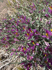 Beaked spiny polygala (Rhinotropis heterorhyncha)