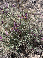 Beaked spiny polygala (Rhinotropis heterorhyncha)