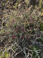 Beaked spiny polygala (Rhinotropis heterorhyncha)