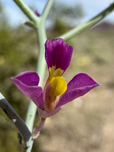 Beaked spiny polygala (Rhinotropis heterorhyncha)