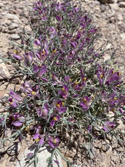 Beaked spiny polygala (Rhinotropis heterorhyncha)