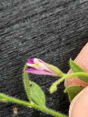Shrubby milkwort (Rhinotropis lindheimeri)