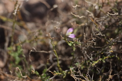 Shrubby milkwort (Rhinotropis lindheimeri)