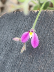 Shrubby milkwort (Rhinotropis lindheimeri)