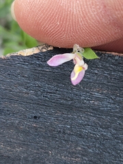Shrubby milkwort (Rhinotropis lindheimeri)
