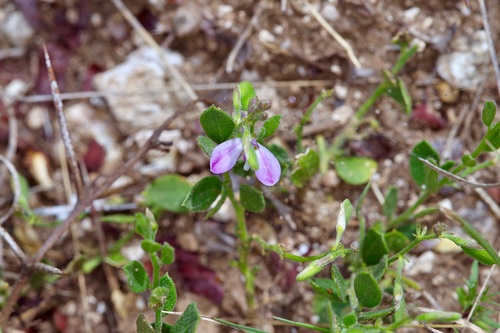 Shining milkwort (Rhinotropis nitida)