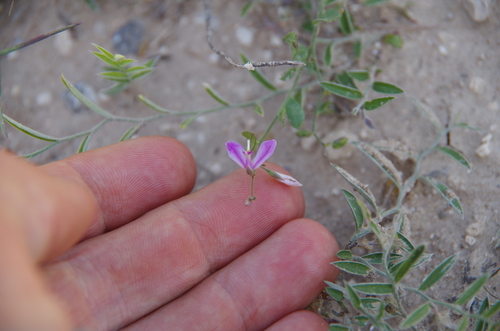 Shining milkwort (Rhinotropis nitida)