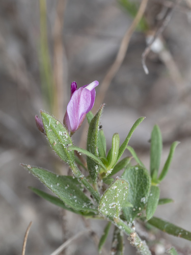 Shining milkwort (Rhinotropis nitida)