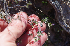 Shining milkwort (Rhinotropis nitida)