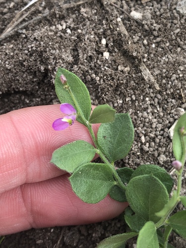 Shining milkwort (Rhinotropis nitida)