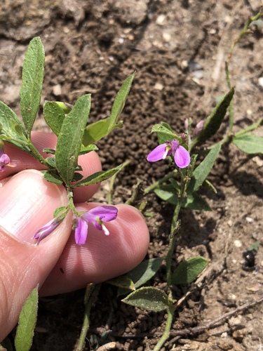 Shining milkwort (Rhinotropis nitida)