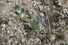 Shining milkwort (Rhinotropis nitida)