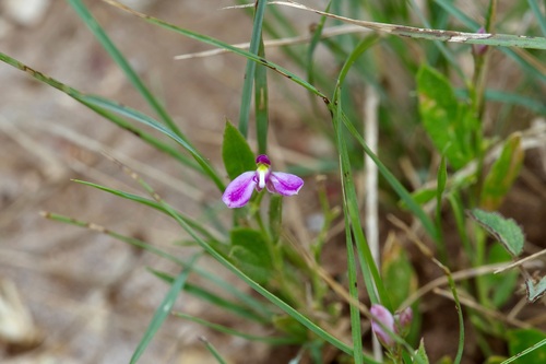 Shining milkwort (Rhinotropis nitida)