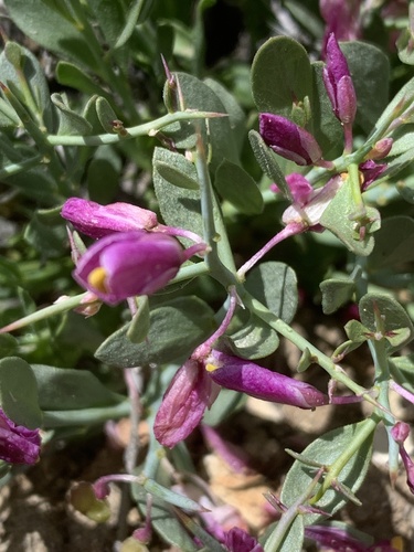 Spiny milkwort (Rhinotropis subspinosa)