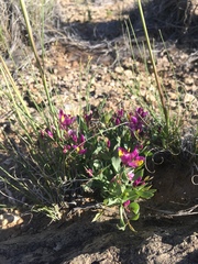 Spiny milkwort (Rhinotropis subspinosa)