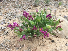 Spiny milkwort (Rhinotropis subspinosa)