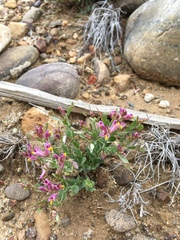 Spiny milkwort (Rhinotropis subspinosa)