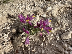 Spiny milkwort (Rhinotropis subspinosa)
