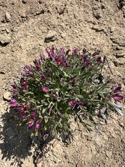 Spiny milkwort (Rhinotropis subspinosa)