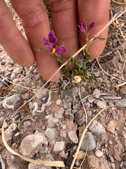Spiny milkwort (Rhinotropis subspinosa)