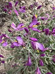 Spiny milkwort (Rhinotropis subspinosa)