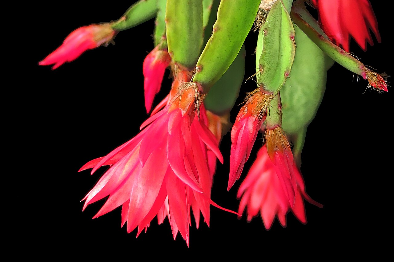 Easter cactus: Hatiora gaertneri—Easter cactus. Photographed in a private garden in Berkeley, CA