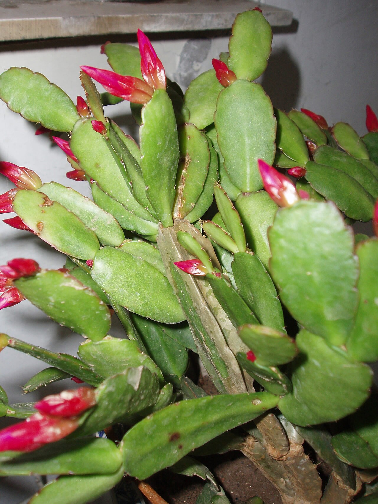 Easter cactus: Hatiora gaertneri