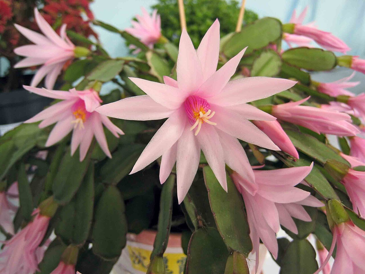 Easter cactus: Easter Cactus