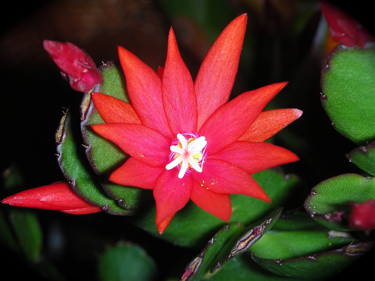 Easter cactus: Me la regalaron en la floristería, ahora vive en mi salón. Me encanta el efecto giratorio que hacen los estambres cuando se ve de cerca...
