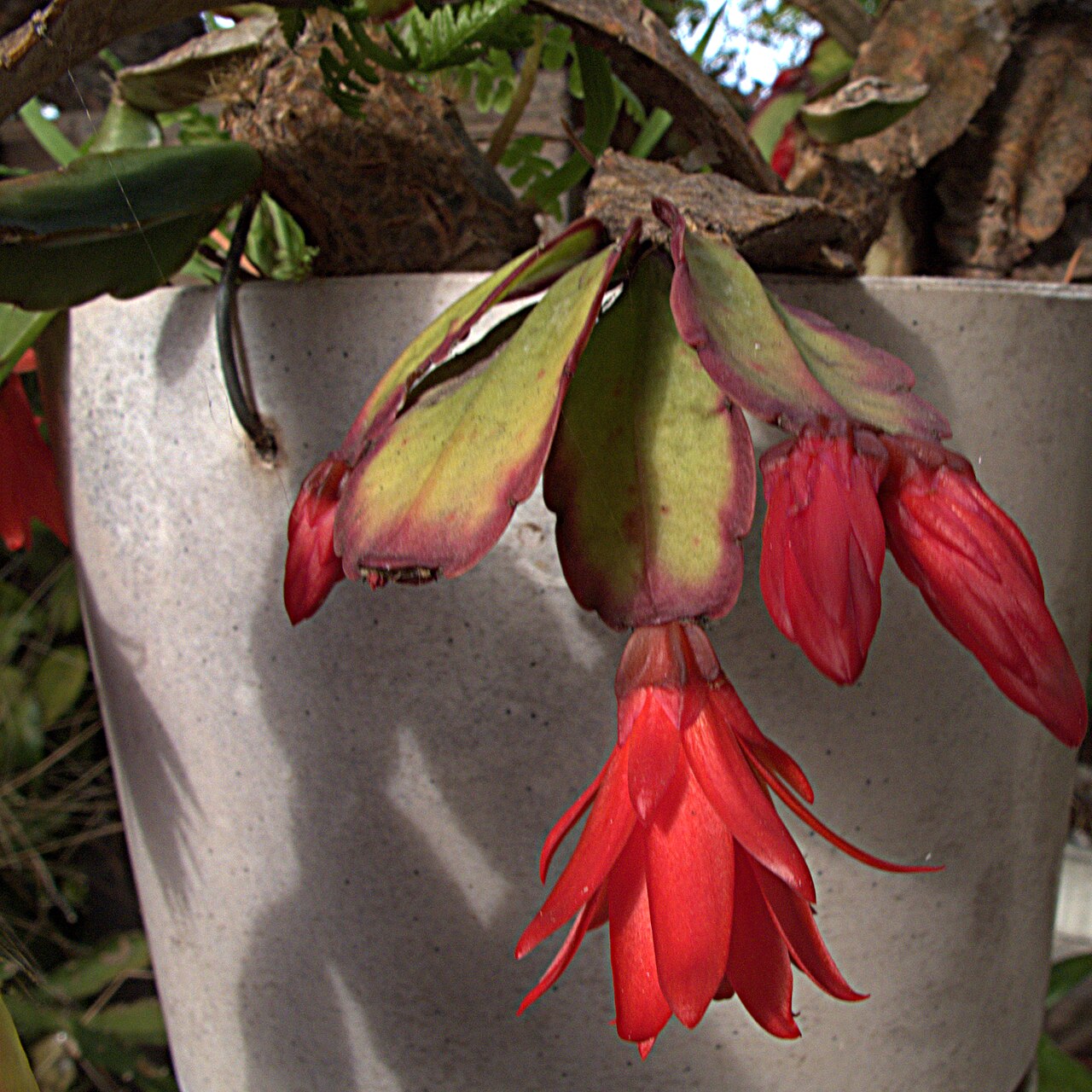 Easter cactus: Hatiora gaertneri. I believe the ID is correct. Photographed in a private garden in Berkeley, CA