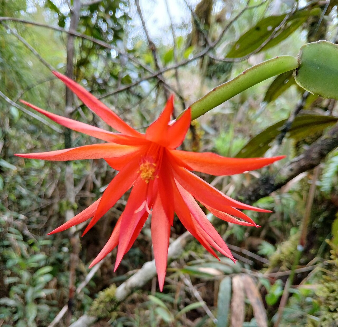 Easter cactus: Easter Cactus ( Rhipsalidopsis gaertneri ) in Brazil