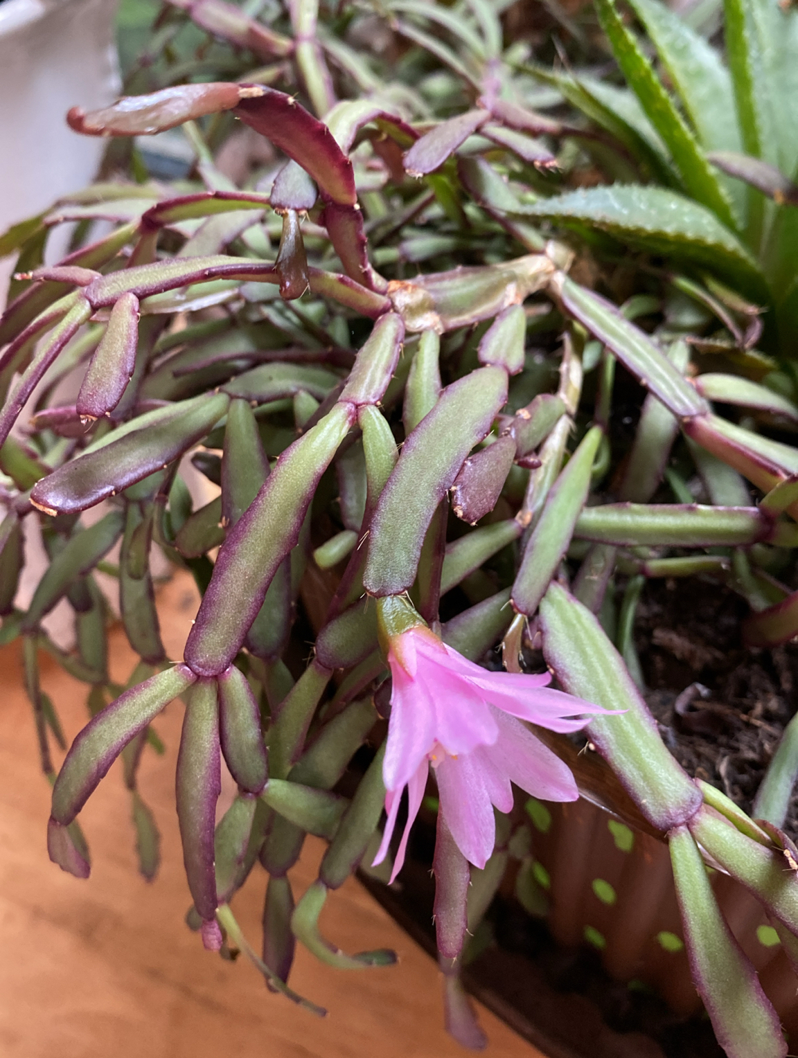 Rhipsalidopsis rosea: Rhipsalidopsis rosea, Magallanes, CL-MA, CL, 2025-12-17 (iNaturalist).