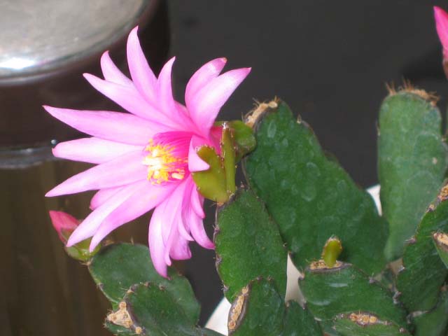 Rhipsalidopsis rosea: 亮紅仙人指 Rhipsalidopsis rosea [江都花卉節 Jiangdu, China]
