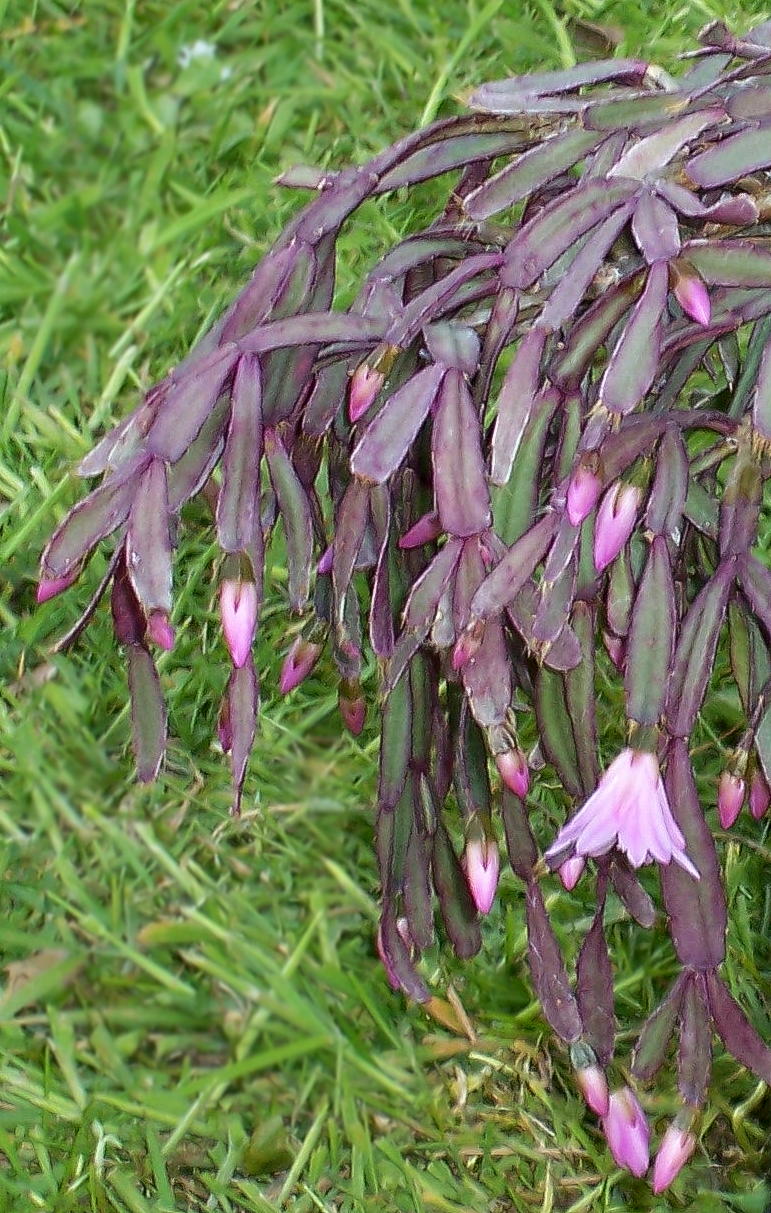 Rhipsalidopsis rosea: Schlumbergera rosea in cultivation
