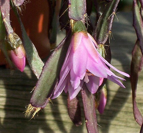 Rhipsalidopsis rosea: Flower of Schlumbergera rosea in cultivation