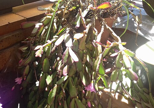 Rhipsalidopsis rosea: Rhipsalidopsis rosea, Western Cape, ZA, 2020-11-19 (iNaturalist).