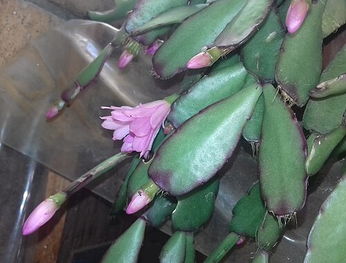 Rhipsalidopsis rosea: Rhipsalidopsis rosea, Western Cape, ZA, 2020-11-19 (iNaturalist).