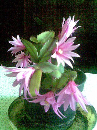 Rhipsalidopsis × graeseri: Hatiora x graeseri a hybrid of Hatiora gaertneri and Hatiora rosea . (Werderm.) Barthlott ex D.R. Hunt (1992) in Lónyaytelep, Transylvania.