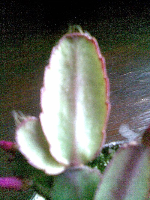 Rhipsalidopsis × graeseri: The leaf of the Hatiora x graeseri a hybrid of Hatiora gaertneri and Hatiora rosea . (Werderm.) Barthlott ex D.R. Hunt (1992) in Lónyaytelep, Transylvania.