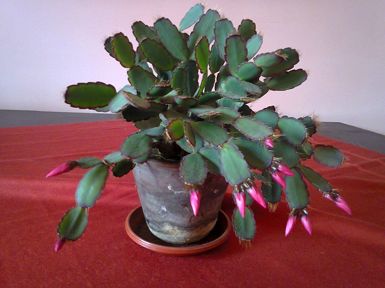 Rhipsalidopsis × graeseri: Hatiora x graeseri a hybrid of Hatiora gaertneri and Hatiora rosea . (Werderm.) Barthlott ex D.R. Hunt (1992) in Lónyaytelep, Transylvania.
